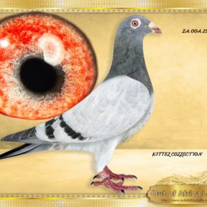 LOT 2: ZA OOA 252/25 (C) - ‘ SUPER KITTEL 252 “ -    SEE VIDEO - READ AND STUDY THIS PEDIGREE PROPERLY!!!!! THIS IS THE BEST PROVEN GENETICS YOU CAN FIND!!!! Very close cousin to oa BELG 4190416/23- "UNICUM BLIZZARD 416"-1st Nat Ace KBDB Old Birds S/D 2025-Lowest coeficient EVER in Old Birds- 1st World Best Pigeon Speed 2025 - THIS IS A SUPER COCK I should keep him for my own stock loft!!!! Super balance! Super muscle quality FANTASTIC WING! Very richly corrulated & pigmented breeding eye I EXPECT HIM TO BREED MANY WINNERS 1/2 bro to 3 pigeons that bred winners already.  His dam I believe IS THE NEXT UP AND COMING SUPERBREEDER PRINCESS KITTEL HEN IN S.A.!!! - She is already a SUPERBREEDER,  3 children sold bred winners already.  The past weekend was an eye opener on her and children's results!!! She bred two equal winners on the drop in two different lofts HERSELF AND Her daughter bred a Winner for J Schlebush same weekend!!! - SEE PEDIGREE !!!