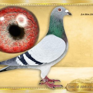 LOT 7: ZA OOA 258/25  (C) -“ GOLDEN CARELLY 1333 MAXIMUS LINE “   -  CLASS handler. Silky soft feathering. CLASS wing. SHORT FOREARM. TOP quailty. Good throat. Richly pigmented breeding eye. SUPER GENETICS. HIGHLY RECOMMENDED   1/2 Brother, same dam to ZA BENZ 4663/24- Winner  1st Club, 20th TPA, GARIEP, O/B, 594km,, vel 1201 (20 ) -S Louw   Linebred to ZA VPU 1333/18 " LATEST SUPERBREEDER CARELLY SON" -  His daughter ZA VPU 10379/21- Superbreeder for P Mare.   ZA VPU 1333/18 -Grandsire to ZA VPU 6721/24- 1st Club, 1st Div, 1st GPUNION,  Victoria West O/B, GPU, 654km, vel 1149- Raced by Ninja, bred by OOA – SEE PEDIGREE