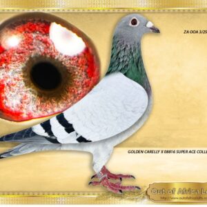 LOT 4: ZA OOA 3/25  (H) -“ TATJANA’S LEGACY “ - SEE VIDEO - A SUPER HEN!- NEXT LEVEL GENETICS!! Silky soft feathering. Weightless. Perfect balance. Ace wing. A superbly pigmented breeding eye!!  This hen should breed winners, with Tom Locks, with Kittels,with 810x VRC - SEE PEDIGREE !!!