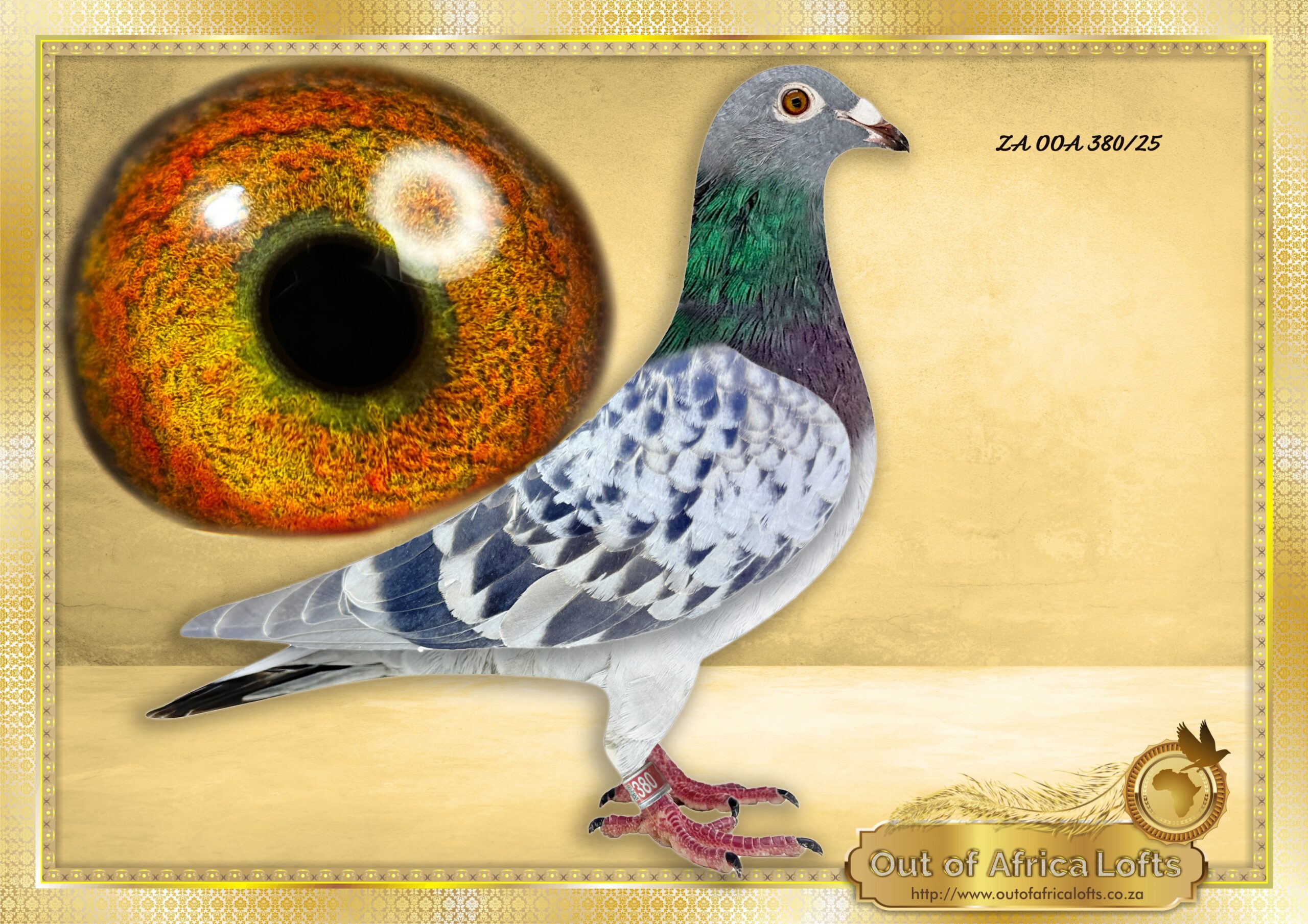 LOT 1: ZA OOA 380/25 (C) – “ PITBULL 380 “- The newly introduced PITBULL LINE has shown immediate success when crossed with our 810 DE RAUW SABLON ON LOFT LINES. Pre 1st Hot Spot – 7th Position Marlbanks One Loft 4th on the drop Hot Spot 1 – Marlbanks One Loft SUPER CLASS Silky soft feathering. CLASS wing. & SHORT FOREARM. Richly pigmented breeding eye. TOP quality. THE SIRE: BELG 6195159/19- TOP BREEDER ALREADY IN UK. Sire to 6 winners in a short time in England!! Owned by OOA Lofts. – THE DAM: SU 7100/24- Co-Breeding in Scotlqnd with Simon Witherspoon’s NR 1 PITBULL HEN 091! – SEE PEDIGREE !!!