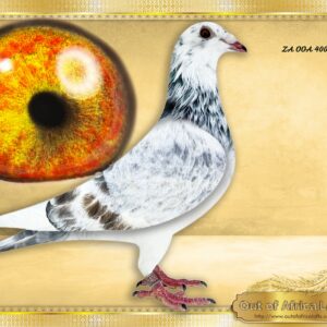 LOT 2: ZA OOA 400/25 (C) - “ SUPER BLIZZARD 400 “  - Lets see who trust my judgement of a super pigeon….. The buyer will thank me!!!! -The Blizzard King Kittel line has only recently been introduced into S.A. Based on the way they handle, I predict they will make the same if not a bigger impact than the Kittels in S.A. in the near future> The are already bred top racers in 2026 season for TNT Lofts and Vermeulen Lofts.  We hand selected our BLIZZARD KING KITTEL Line in Scotland. Every one purchased “fits in my hand” like a glove to what I like in a top pigeon.   A fantastic pigeon in my hand. Very well balanced. Superbly built for speed- TRIANGLE! Very well louvred wing.   Linebred 5 times to " BLIZZARD KING KITTEL" - SEE PEDIGREE !!!
