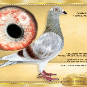LOT 7: ZA OOA 85/25   (C) -   SUPER SPECIAL OFFER- I PREDICT A NEW SUPERBREEDER!  A cock packed with SUPER PROVEN BREEDER GENETICS!! Superb pigeon in my hand! He HAS IT ALL….  Both his grandsire " 3750" and granddam " 3540" already bred us Ace Pigeons in their 1st nest! - IN THIS SUPER SPECIAL PIGEON'S pedigree we find:  * Grand child to NL 1293750/21 - Sire to ZA GRPF 0443/25- 7th Hot Spot Ace,43rd Ace Grand Averages  SAIPR SUMMER RACE 2026 SEASON - * Grand child to  NL 1293540/21- Dam to ZA VPU 6674/24- THE FREAK HEN-Scoring 11/11 races in a row! - Put to stock.  ZA VPU 6674/24SUPERRACER! - SEE PEDIGREE !!!