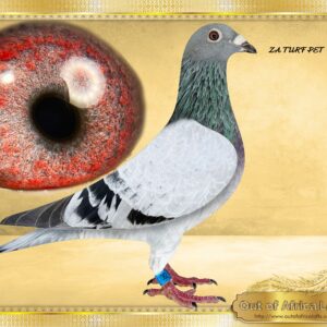 LOT 9: ZA TURF PET 11082/26 (C) - “ NR 1 08816 LOCK ACE LINE  “  -   NO WHERE will you still find such a superbly purebred T LOCK COCK bred for stock from 6 OF THE BEST ACE PIGEONS and T Lock Breeders EVER!!     SUPER COCK. Well balanced SUPER WING LIKE THE SUPER T LOCKS HAVE! Last 4 pipe cleaner flights Very well pihmented violet breeding eye  MANY ACE PIGEONS in his pedigree * ZA GRPA 09936/12 -Club Winner by 04,15 minutes. -1st Ace Pigeon Middle Distance GRPA Y/B Series 2013. Sire & grandsire to winners and ACE PIGEONS!   * ZA THU 15749/09,  5x WINNER Club,& SANPO GOLD MEDAL WINNER MIDDLE DISTANCE 2010- Ggdam to 4 DIFFERENT ONE LOFT FINAL WINNERS!. SUPER RACER & SUPERBREEDER! - SEE PEDIGREE !!!