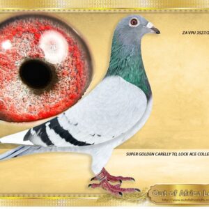 LOT 9: ZA VPU 3527/25 (H) - “ 5 X SUPER ACES IN ONE “  -   SEE VIDEO - HIGLY RECOMMENDED  Silky soft feathering. Very well muscled. Fantastic breeding eye! Linebred for stock to 5 DIFFERENT ACE PIGEONS.     THE SIRE: ZA VPU 4769/20 - " SUPER SON SUPER PAIR. Proven breeder.  Full brother to THREE KNOWN SUPERBREEDER for different clients!  - In the sire's pedigree we find the following ACES:     * " MONSTER COCK " - ZA GRPA 02854/11-4 x Club Winner  1st Ace Pigeon Middle Distance THU O/B Series 2012  GGdam 'TATJANA"-Painters. GOLDEN EYE THU S/D ACE -CURRENT NR 1 HEN - NEW SUPERBREEDER! ZA GPU 17912/12 - THE DAM: ZA VPU 4601/20-Dam in 1st season to ZA DLS 6983/22- Top racer.   ZA GPU 0004/15 - "0004 MACHINE " - 2nd Overall Ace Pigeon GPU 2017 - SEE PEDIGREE !!!