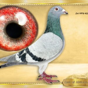 LOT 14: ZA VPU 4225/25 (H) - “ OOA CLAUSINGS “  - TOP CLASS from the best of our ONE LOFT WINNER CLAUSING LINE 00571!!! Fantastic breeding eye!! RECOMMENDED     Linebred to ZA GRPA 00571/12. -SUPERBREEDER - FOUNDATION COCK. Sire to ZA CYRILS 2851/16 - 1st Ace Long Distance GPUNION 2018-SEE PEDIGREE   917 SUPER CLAUSING COLLECTION - Ggsire to ZA VPU 9224/20 -"LEOPARD"-Equal 1st on the drop - 4th Dinokeng Final 2021, Colesberg, 655km, vel 1344- SEE PEDIGREE   " LEOPARD" is dam to  ZA VPU 9428/22 " KALAHARI SANDS" Dinokeng Entrant 2023- SEE PEDIGREE !!!