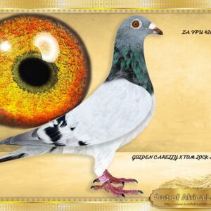LOT 4: ZA VPU 4268/25 (C) -“ 3 X CARELLY SUPER ACES “ Potentially to be crossed to KITTEL, BLIZZARD, WHITEMAN, PITBULL, BEST KITTEL SPEED LINES!!!! The cross that’s working for us!! SEE PEDIGREE EXAMPLES! - A SUPER PIGEON! Fantastic breeding eye. Genetically the best of our GOLDEN CARELLY ACE PIGEON FAMILY we can offer! - Linebred to 5 ACE PIGEONS that became SUPER BREEDERS in turn. Linebred to THREE of the best GOLDEN CARELLY X 08816 SUPER PAIR children - SEE PEDIGREE !!!