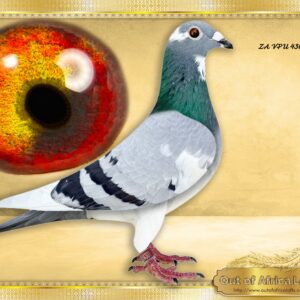 LOT 9: ZA VPU 4301/25 (C) - “ SUPER CARELLY ACES “ -  CLASS handler. Silky soft feathering. SUPER SPLASH BREEDING EYE! CLASS wing. SHORT FOREARM. TOP quality. SUPER  throat. SUPER GENETICS.        Famous Fred V Heerden, Iak Marais and Flip Dieplaagte Ace Pigeon Line. This family is currently dominating the TPA as well as NOK.  ZA GRPA 04159/11 progeny in 2026 season TPA PRETORIA – SEE RACE RESULT AND ACE STANDINGS TPA PTA - Grandson to " NEW SUPERBREEDER " -  ZA OERF 05683/16 - 3rd Final Carnival City  Winter Race 2017,8th Ace Pigeon. - SEE PEDIGREE !!!
