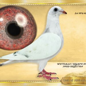 LOT 5: ZA VPU 4306/25 (C) - “ WHITEMAN ACES 46 “   -  As close to the ORIGINAL Rene Vervoort Foundation cock BELG 6213412/12 as you can get in S.A..    A SUPERIOR PIGEON! Breeding ready 11 Flighter. Superbly balanced, short forearm Very well ventilated wing HIGHLY RECOMMENDED - Linebred to the SUPERB  "WHITE MAN" Speed line. The full sister to "WHITEMAN" is again in the pedigree of the Best Pigeon in the Wolrd whne crossed to KITTEL and PITBULL Lines. SEE PEDIGREE- PITBULL X WHITE MAN X KITTEL COMBO 1ST ACE WORLD - THE "WHITE MAN LINE" is one of the top Speed Families in The World with over 300 wins in the past 5 years - SEE PEDIGREE !!!