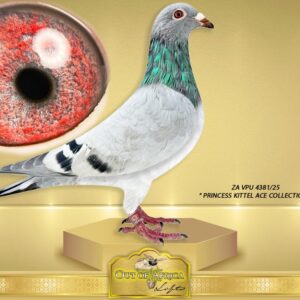 LOT 8: ZA VPU 4381/25 (H) -  “ DTR FREAK ACE HEN  “ -  Duplicate in the hand of her super racer dam, racing and scoring 11/11 weeks in a row as a test!!!!!  Perfect balance. ONE tail feather. Silky soft feathering. Needle pin eye! Good throat like her ACE PIGEON dam!     Direct daughter to ZA VPU 6674/24- THE FREAK HEN-Scoring 11/11 races in a row! - Put to stock.  ZA VPU 6674/24-SUPERRACER! -* 1st Ace Club Short Distance Young Bird Series  * 1st Ace Club Short Distance Old and Young Birds Combined  * 2nd Ace Young Bird & 5th Ace Vrystaat Section Old and Young Birds Combined Short Distance - SEE PEDIGREE !!!