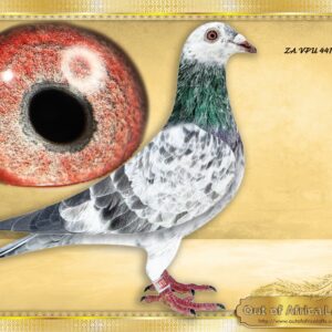 LOT 6: ZA VPU 4410/25 (C) - “ WHITEMAN/ OLYMPIC RICO “  - The WHITEMAN/ OLYMPIC RICO Line are some of the best handling pigeons I have ever seen.     Nice handler. Well balanced & good muscle tone.  Very good thoat. Super wing.  Linebred to "WHITEMAN"- BELG 6214606/17 - "WHITE MAN"  1st Provincial Ace Pigeon 2019 - " WHITEMAN" is sire to  BELG 5031856/20 " OLYMPIC RICO"- 8 x 1ST Prizes-Vranken Berden  1ST BEST PIGEON IN THE WORLD FCI SPEED ( Old, yearlings and Youngsters together) 2020 - SEE PEDIGREE !!!!