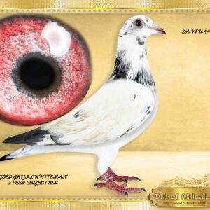 LOT 6: ZA VPU 4455/25 (C) -  " GOED GRIJS  WHITEMAN - 4455 " -  THIS IS A SUPER PIGEON!!  SEE VIDEO - * WELLL MUSCLED * SUPER WINGS * VERY RICH EYES * STRONG INNER ADOPTION CIRCLES IN PUPIL  Her grandsire ZA OERF 5099/24- A SUPER COCK with a SUPER breeding throat! 9/10 and 9/10 ACES THROAT! We rate him as one of the best new introduction cocks in our stock loft.  - Her double granddam is BELG 6218811/22 - " MISS UNIQUE WHITE " COLLECTOR'S ITEM!-Paid a small fortune for her. Only one bred this way  in South Africa. - SEE PEDIGREE !!!