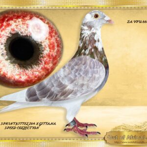 LOT 1: ZA VPU 6660/24 (C) -“ FIREFOX 6660 “ A SUPER COCK! Breeding ready Superb balance Class breeding eye. Son to NL 9113272/23- " RED FOX SUPER SPRINT 264 " - Nestmate brother to NL 9113271/23 - Dam to ZA OOA 345/25 - SAIPR SUMMER LOFT ENTRANT 2026 - 7th Final, 19th Ace Grand Averages ,Edenburg, 444km, vel 1144 - SEE PEDIGREE !!!!
