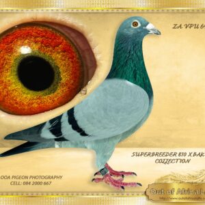 LOT 8: ZA VPU 6915/24 (C) - “ SUPER 810 X BAK 17 “ - Kept his nestmate in stock. I RATE THIS COCK VERY HIGHLY!! ! Super in the hand ! Brother to proven breeders. I believe this cock should breed winners like his siblings. Brother to Super breeders for different fanciers. ZA VPU 8680/22- Superb breeder in 1st seaosn at stock for J Viljoen. ZA VPU 9712/22- Sire to ZA MOLO 405/24- 1st Club, Richmond 2, Y/B, 498km, vel 1278 -WINNING BY 3,49 MINUTES-owned by R VD Walt. - SEE PEDIGREE !!!