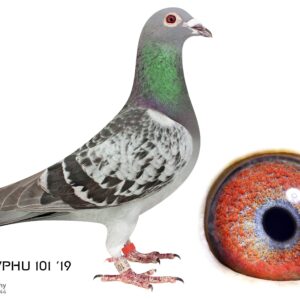 LOT 5: ZA 19 WPHU 101 (H) - THE SIRE: BRED FROM THE VERY BEST OF GANUS GFAMILY LOFT - THE DAM: : Blue Dar Granddaughter to "Strain Maker”, “Shiroceo” & "Halover” and Great Granddaughter to "Said In Spun Silver & "Untamed Desert - SEE PEDIGREE !!!