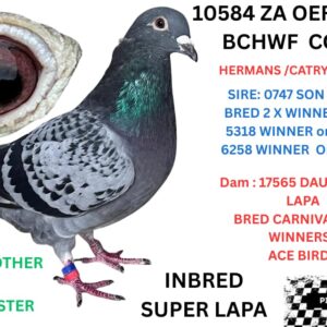 LOT 10: ZA 25 OERF 10584 (C) - G/SON LAPA -LAPA BRED 25 WINNERS  HIMSELF 8 X WINNER SIRE / G/SIRE  AND GG/SIRE TO DINOKENG BAKKIE WINNER 2010 KNOCK OUT WINNER AND FINAL WINNER 2020  /CARNIVAL LOFTS WINNER /DIAZ LOFTS WINNER /GPU UNION WINNER OERF GOLD /BRONZE / SILVER MEDALS ASWELL 1 ST ACE CRADOCK ACE PIGEON / WINNING BLOOD FOR GYS LOUW /GVR LOFTS /OBERHOLTSER LOFTS /HENNIE MOLL /STEPHEN MANSFIELD / 2 DERBY WINNERS FOR HENNIE OOSTHUIZEN /GPU UNION WINNER FOR MYSELF - SEE PEDIGREE !!!