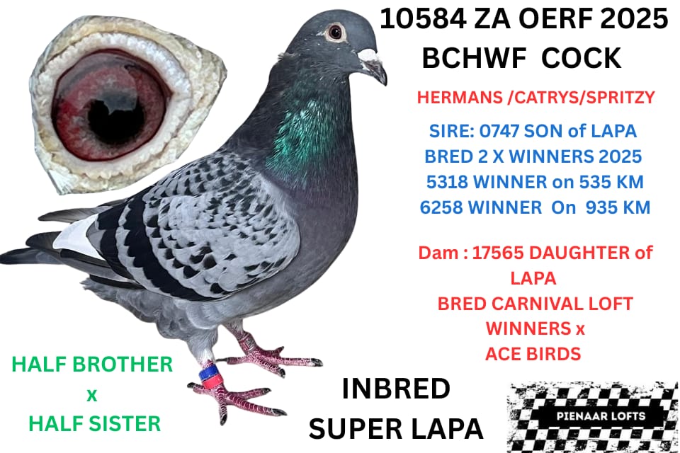 LOT 10: ZA 25 OERF 10584 (C) – G/SON LAPA -LAPA BRED 25 WINNERS HIMSELF 8 X WINNER SIRE / G/SIRE AND GG/SIRE TO DINOKENG BAKKIE WINNER 2010 KNOCK OUT WINNER AND FINAL WINNER 2020 /CARNIVAL LOFTS WINNER /DIAZ LOFTS WINNER /GPU UNION WINNER OERF GOLD /BRONZE / SILVER MEDALS ASWELL 1 ST ACE CRADOCK ACE PIGEON / WINNING BLOOD FOR GYS LOUW /GVR LOFTS /OBERHOLTSER LOFTS /HENNIE MOLL /STEPHEN MANSFIELD / 2 DERBY WINNERS FOR HENNIE OOSTHUIZEN /GPU UNION WINNER FOR MYSELF – SEE PEDIGREE !!!