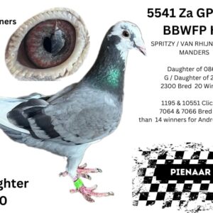 LOT 9: ZA 23 OERF 5541 (H) - G/ DAUGHTER OF 2300 SPRITZY COCK WHO BRED 20 WINNERS G/ DAUGHTER OF 1195 MANDERS COCK 7 X WINNER - SEE PEDIGREE -  THIS IS SUPER !!!