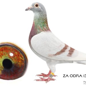 LOT 2:ZA 23 ODRA 13028 (C) - THE SIRE: INBRED KITTEL - THE DAM: BRED FROM THE VERY BEST OF : DIRK VAN DEN BULCK   - SEE PPEDIGREE - THIS IS SUPER !!!