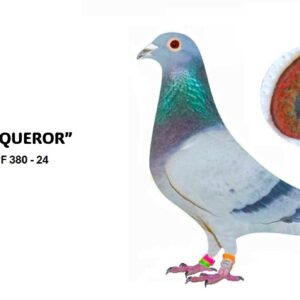 LOT 3: ZA 24 GRPF 380 (C) -  GRPF 380/24 is bred from the VERY BEST 2302 Bloem pair blood on offer...D2302 was probably the best breeding pigeon we ever owned...her siblings are world class performers.... Tremendous vigor exceptional intelligence....There is not a single known loft that did not excel with the introduction of the 2302 Bloempr family... | personally regard this pigeon family as one of the greatest in South Africa...!!  SEE PEDIGREE !!!