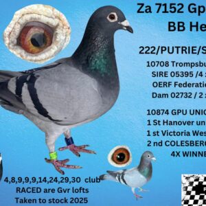 LOT 2: ZA 23 GPU 7152 (H) - 4,8,9,,9,9,14,24,29,30,CLUB POSISTIONS RACED AT GVR LOFTS -TAKENTO STOCK 2025 G/DAUGHTER OF 05395 - SEE PEDIGREE - BRED FROM SUPER RACERS !!!