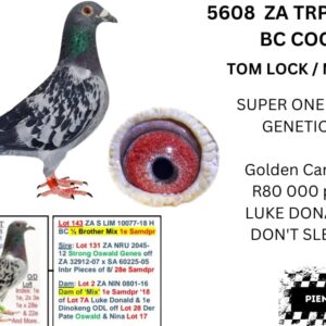 LOT 12: ZA 20 TRPF 5608 (C) - SUPER ONE LOFT GENETIC`S G/SON OF GLENDA (MOTHER OF MIX ) MIX -ZA SLIM -17 -2697 WAS SAMDPR WINNER BY 18 MINUTES - SEE PEDIGREE - THIS IS SUPER !!!