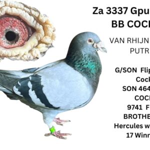 LOT 7: ZA 18 GPU 3337 (C) - BRED BACK TO FLIP PELSER COCK 898 G/DAUGHTER OF SON OF  FLIP COCK 9741 SICK COCK FULL BROTHER TO HERCULES WHO BRED 17 WINNERS  MOTHER 898 BRED 7919 A 7X WINNER - SEE PEDIGREE !!!