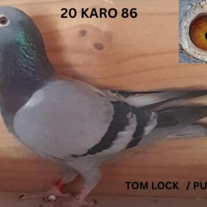 LOT 13: ZA 20 KARO 086 (H) - SUPER RACER AND BRED FROM THE VERY BEST TOM LOCK - TWIGHLIGHT GENETICS - SEE PEDIGREE - THIS IS SUPER !!!