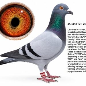 LOT 3: ZA 25 TOTI 4343 - LINEBRED TO "17727" MY FOUNDATION DE RAUW SABLON HEN WHO IS DIRECTLY OUT OF "SARAH'S CARELLY" - YOU WILL ALSO FIND 810 IN THE PEDIGREE - SEE PEDIGREE - THIS IS SUPER !!!
