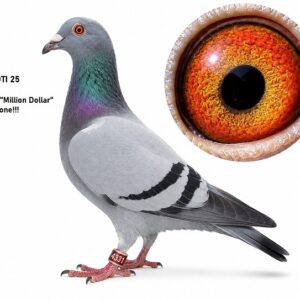 LOT 1: ZA 25 TOTI 4331 (H) - THE BEST OF "MILLION DOLLAR GENETICS IN ONE - SEE PEDIGREE - THIS IS SUPER !!!