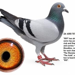 LOT 5: ZA 25 TOTI 4355 (C) - 859 HAS ALREADY BRED SOME TOP PERFORMERS IN CLUB IN ONE LOFT RACES AND CARRIES "DE STERKE" BLOODLINE RESPONSIBLE FOR SUCH CHAMPIONS AS " THE MONTER COCK" AND "THE HULK" - WHILST THE HEN IS HEAVILY INBRED TO "810" - SEE PEDIGREE !!!
