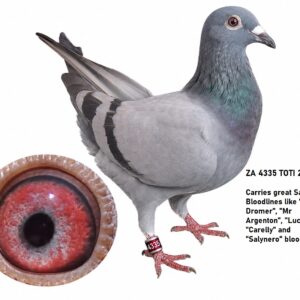 LOT 8: ZA 25 TOTI 4335 - CARRIES GREAT SABLON BLOODLINES LIKE "DEN DROMER" "MR ARGENTON" LUCKY 848 "CARELLY AND SALYNERO BLOODLINE - SEE PEDIGREE !!!