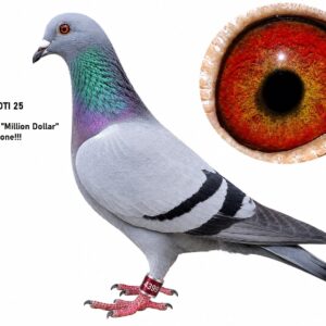 LOT 6: ZA 25 TOTI 4399 (C) - THE BEST OF “MILLION DOLLAR GENETICS IN ONE – SEE PEDIGREE – THIS IS SUPER !!!