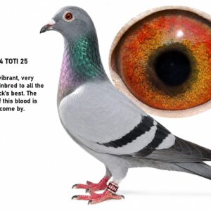 LOT 9: ZA 25 TOTI 4494 - YOUNG - VIBRANT - VERY STRONG - INBRED TO ALL THE TOM LOCK'S BEST - THE PURITY OF THIS BLOOD IS HARD TO COME BY - SEE PEDIGREE !!!