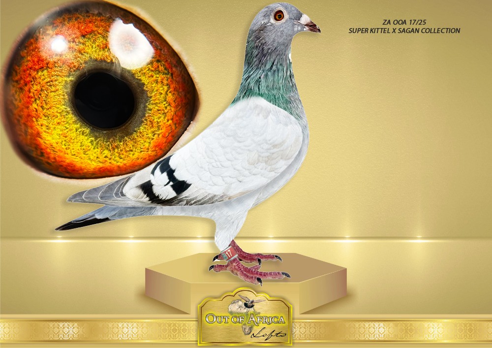 LOT 1: ZA OOA 17/25 (H) -“ KITTEL X SAGAN – 17 “ – I expect a lot from this hen. Perfect balance. ONE tail feather. Silky soft feathering. Super throat. – SEE VIDEO – Sire and dam lines are CURRENTLY our best breeding lines when crossed with our old lines. The granddam to this hen, NL 8552958/22 is currently our NR 1 STOCK HEN 2026 NL 8552958/22 – ” LADY SAGAN “- CURRENT NR 1 HEN – Dam to ZA GRPF 0403/25 -2nd Ace Club Overall races Short Distance 2026 -SEE PEDIGREE 5th Ace Club Young Bird Overall Races 2026 -– Should have been 1st ace- Was basketed in Old Bird Side 1st race 2 x 1x Equal) Winner -Full sister to NL 8552879/22- Dam to ZA NOK 29/24 – Sire to ZA ODRA 4695/25- a Double Organisation Winner from 1800 pigeons in the Open Series in her first year!!!!! Bred by Witpen Hokke- SEE PEDIGREE !!!