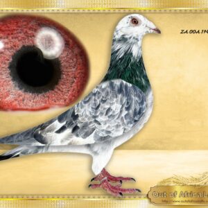 LOT 8: ZA OOA 174/25 (C) -  “ WHITEMAN 174 “ -    SUPER CLASS handler. Perfect medium sized. Silky soft feathering.  CLASS wing. SHORT FOREARM. TOP quality.   In his breeding we find:  BELG 6233751/21- "FULL BROTHER WHITE MAN " - Sire to BELG 6050335/22-10th Ace COSTA DEL SOL One Loft!  1ST WORLD BEST PIGEON SD FCI  2nd Provincial Ace Speed O/B KBDB 2019 "WHITEMAN" - BELG 6218811/22 - " MISS UNIQUE WHITE " COLLECTOR'S ITEM!-Paid a small fortune for her. Only one bred this way  in South Africa.  Direct daughter to the 'WHITE MAN" & "RICO" DYNASTY Foundation sire BELG 6213412/12 " LATE MEEUW"!!  The grandsire to 'WHITE MAN" -1st National Ace Worlds Best FCI Speed 2019 "WHITEMAN"  AND ggsire "RICO"-1st National Ace Olymiad CAT F KBDB 2020 " OLYMPIC RICO" - SEE PEDIGREE !!!