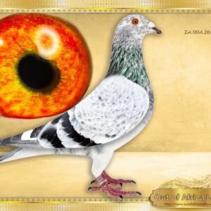 LOT 1: ZA OOA 28/25 (C) -  “  TRIPLE 998 SANGERS “ -    A SUPER PIGEON. Perfect balance. ONE tail feather. Silky soft feathering.     Linebred to NLD 1647998/17 - FANTASTIC BREEDER- Best son "GOED GRIJS"- Grandsire to at least 25 winners already.  1st Quiavrain 25 743 pigeons, 1st Nierges 10 n981 pigeons,etc.   NLD 1647998/17  - Nest brother to " PEI JUN" the SUPER STAR in the GOED GRIJS FAMILY -Owned by Marcel Sangers. - Full siblings to 998 x 480 are sold by M Sangers for E30 000 EACH.   His most expensive children are being offerend for E30 000 each when mated to NLD 1459480/18 "GRIZZLE DREAM"  - SEE PEDIGREE !!!