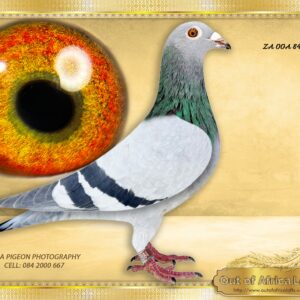 LOT 2: ZA OOA 84/25  (H) - “ 5 SUPER ACES IN ONE “  -   CLASS handler.  Perfect medium sized.  Silky soft feathering. .CLASS wing. SHORT FOREARM.  TOP quailty.  SUPER GENETICS OF 5 DIFFERENT ACE PIGEONS COMBINED INTO ONE HEN  HIGHLY RECOMMENDED  THESE GENETICS PERFORMING VERY WELL ALL OVER S.A.     Niece to our best racer for 2026 -ZA GRPF 0403/25 -Raced and scored 6/6 in a row ACE PIGEON NOT UPDATED YET- Should move to NR 1 -THE SIRE: ZA TRPF 5908/24 Son to ZA GPU 11163/13 "HULK"-Superbreeder & Racer- Raced by J & P Lofts.Now proven breeder.  Sire to ZA GPU 04811/16 - Provenbreeder. -  THE DAM: ZA VPU 8916/22-  Full Sister to ZA VPU 7908/23- Sire to ZA GRPF 0403/25 -Raced and scored 6/6 in a row ACE PIGEON NOT UPDATED YET- Should move to NR 1 - SEE PPEDIGREE !!!