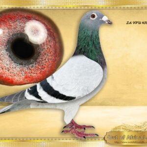 LOT 7: ZA VPU 4314/25 (C) -  “ LONG DISTANCE SANPO T LOCKS “ -  Superb  handler!  Silky soft feathering. Very well balanced. Superb wing.   His dam ZA OOAFRICA 142/18 - SUPERBREEDER- "CLICK PAIR WITH 115 "  Dam to ZA VPU 6702/24- Currently 2nd Ace Sprints 2026  Dam to ZA GRPF 7029/23 - Dam to ZA SPAR 36/24- 1st Club, 24th Combine, BLOEMHOF 3, Y/B, 278km, vel 1402 - Linebred to ZA TRPF 19318/09 - 4 X Winner & 1st National Ace Pigeon L/D 2011. Raced and scored 15/15 races in 2011 season.Long Distance SANPO GOLD MEDAL 2011.- ONE LOFT FINALS FOUNDATION HEN!! -  SEE PEDIGREE !!!