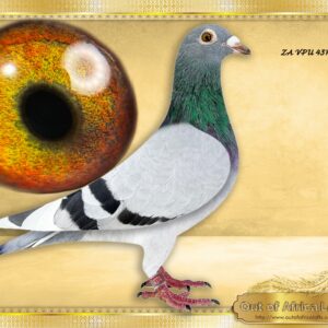 LOT 5: ZA VPU 4374/25 (H) - “ REPLICA NR 1 HEN 09471 “ - Superb handler! Silky soft feathering. Very well balanced. Superb wing. 11 flighter both sides. Linebred to ZA OERF 09471/11 - " SUPER GIRL" Mother of our VRC FAMILY! SUPERBREEDER, Dam and granddam to winners.Dam to: ZA GPU 12653/12 - 1st Klapmuts Lofts Final Race Winner 2013 - TRIPLE Ggdam to ZA CYRILS 5164/23- 1st Final Sapir Summer race 2023 -Bred by Ou Skuur Hokke.-SEE PEDIGREE !!!