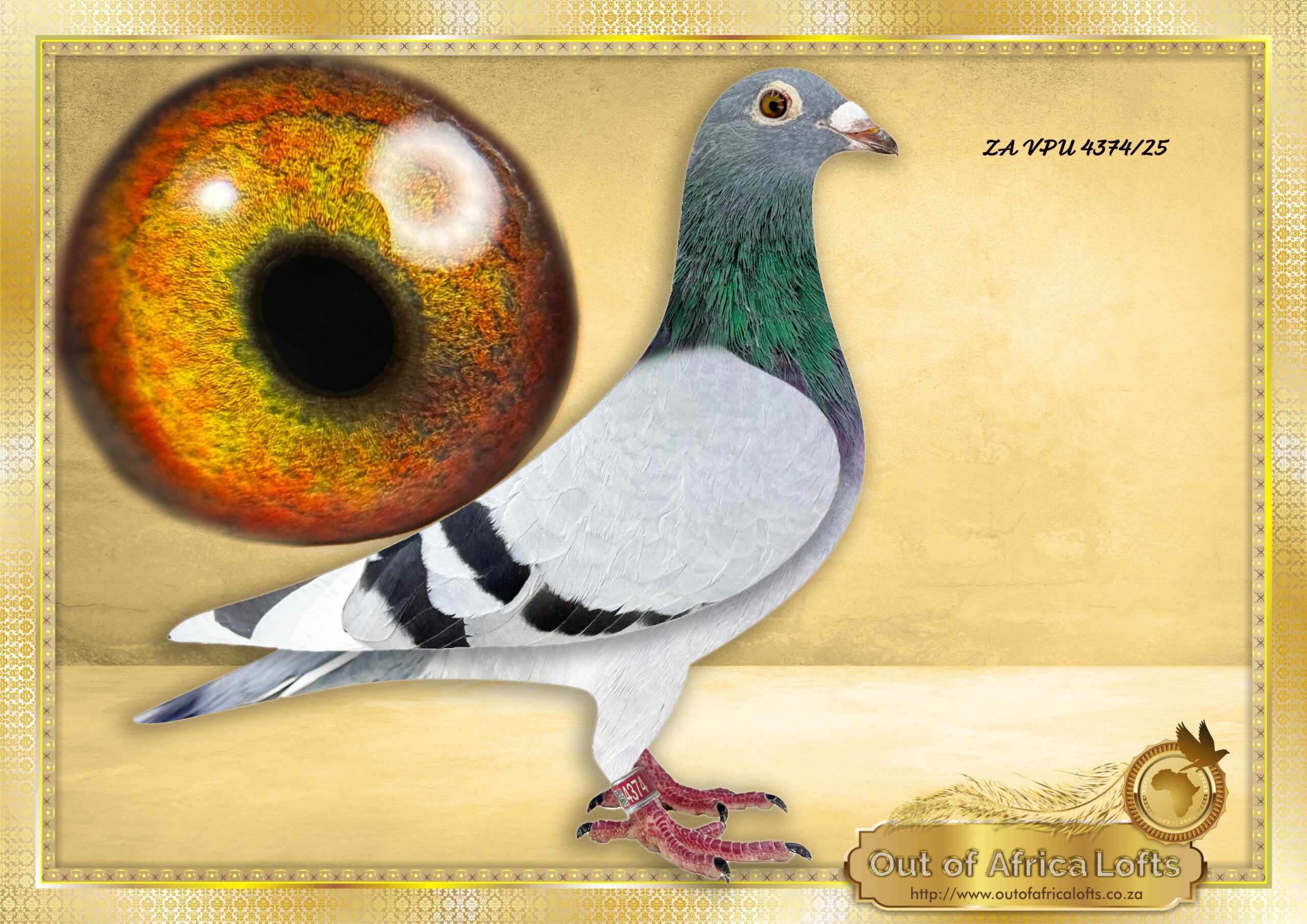 LOT 5: ZA VPU 4374/25 (H) – “ REPLICA NR 1 HEN 09471 “ – Superb handler! Silky soft feathering. Very well balanced. Superb wing. 11 flighter both sides. Linebred to ZA OERF 09471/11 – ” SUPER GIRL” Mother of our VRC FAMILY! SUPERBREEDER, Dam and granddam to winners.Dam to: ZA GPU 12653/12 – 1st Klapmuts Lofts Final Race Winner 2013 – TRIPLE Ggdam to ZA CYRILS 5164/23- 1st Final Sapir Summer race 2023 -Bred by Ou Skuur Hokke.-SEE PEDIGREE !!!