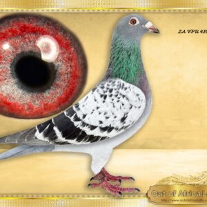 LOT 5: ZA VPU 4398/25 (C) - “ BEST OF BEST KITTEL 4398 “ - Son to two of our best BEST KITTEL BREEDERS. Better linebred BEST KITTEL will be hard to find.     When you take this pigeon in the hand you want to know how its bred! - CLASS      NEXT LEVEL- HEN OF THIS WEEK'S SALE  MEGA SUPER CLASS handler. SUPERBLY BALANCED. Top class muscles. Silky soft feathering. CLASS wing. SHORT FOREARM. Richly pigmented breeding eye     THE SIRE: ZA NOVP 3264/23- Starting to breed his way into the top 10 percent of our SPEED FAMILY!!! - THE DAM: NL 1293743/21- Latest top breeder in first nest. Dam to 16th and 73rd Final SAIPR SUMMER 2026. NL 1293743/21 1/2 sister to - DV 01769-22-396 " MAVERICK"-  BEST PIGEON IN THE WORLD SPRINT 2023! - SEE PEDIGREE !!!