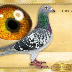 LOT 9: ZA VPU 4469/25 (H) - “ SANPO GOLD MEDAL LOCKS  “ -    A Super pigeon. First child ever sold from this pair. Both parents SUPERBREEDERS. Linebred to THREE of the best T LOCK HENS IN S.A- ZA THU 08816/09 & ZA TRPF 06050/11 and ZA TRPF 19318/09 - THE SIRE:ZA OOA 319/19 - Sire to ZA VPU 7095/24- 2 X Wenner vir Gert Cloete- Vryburg.  Nest mate ZA VPU 7094/24- Top 8 Ace Short Distance, 12th Ace Overall Y/B, 24th Overall Y/B & O/B TRPF 2025 - SEE PEDIGREE !!!