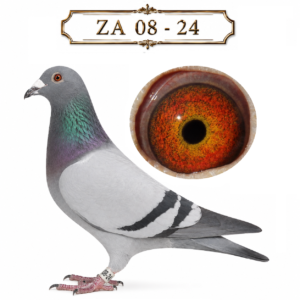 LOT 11: ZA 24 08 (H) – A blue-bar hen from Sansom Lofts’ highly regarded Bloem Pair / De Norre family, known by the breeder for vigour and exceptional intelligence. Sired by foundation cock BPF D1588-19 and out of “SOFTPOWER” BPF D6081-14, dam of seven Federation winners. Her dam’s side carries D2302, regarded by Sansom Lofts as possibly their best-ever breeding pigeon. – SEE PEDIGREE !!!