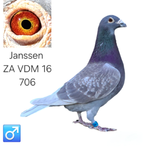 LOT 1: ZA 16 VDM 706 (C) – A well-bred Janssen cock from the famous Late Vos, Schone Vos, Klamper and Chantillie bloodlines. THE SIRE is a grandson of Schone Vos and Late Vos. - THE DAM is a granddaughter of Late Vos and carries the renowned Chantillie and Klamper bloodlines. - SEE PEDIGREE !!!