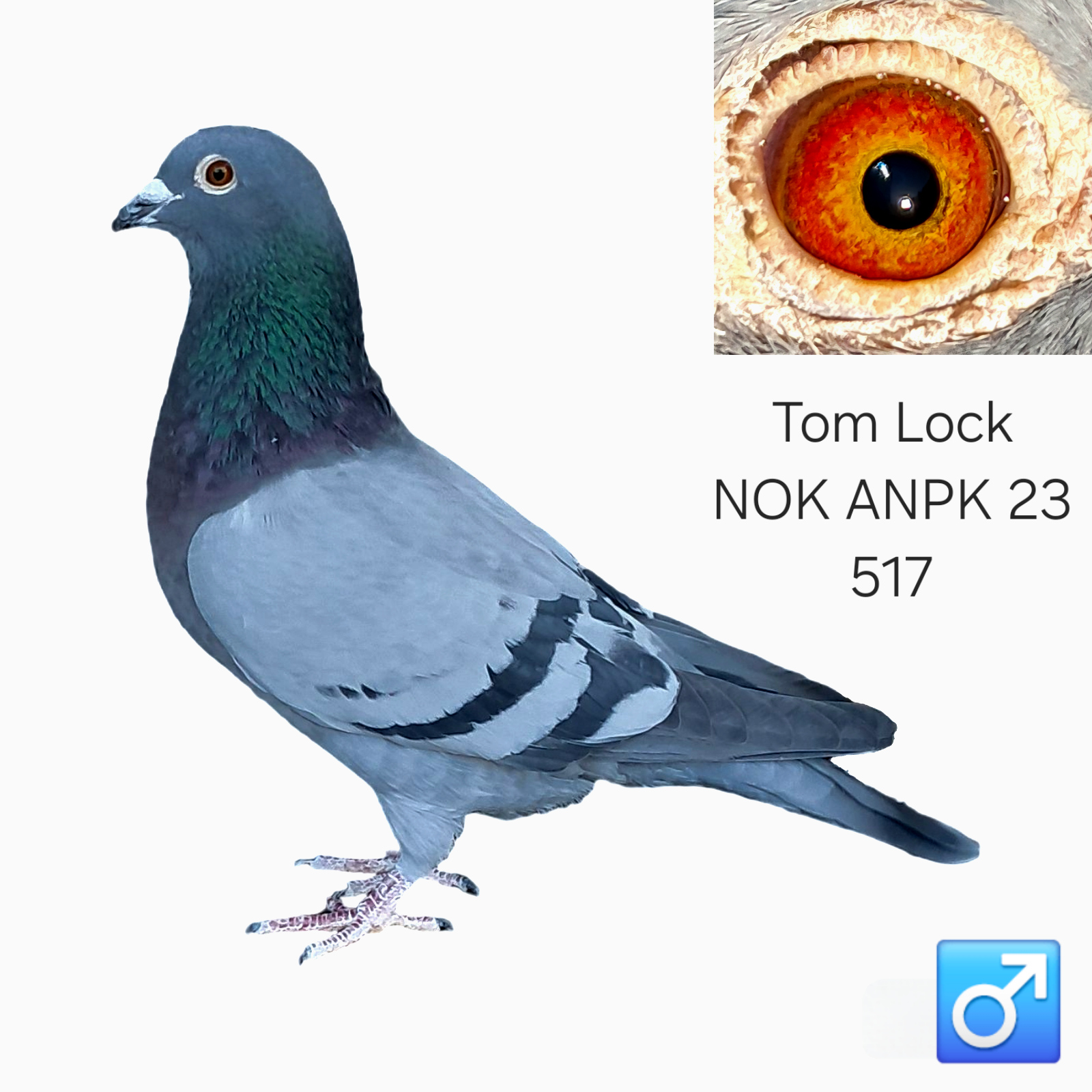 LOT 2: ZA 23 NOK ANPK 517 (C) – A well-bred Tom Lock cock, strongly inbred to the famous R100 000 Super Pair and The Hawk bloodlines. THE SIRE, “Kleinen Tom,” is inbred to the R100 000 Super Pair and descends from Golden Boy and the McKay Hen. – THE DAM, “Smokey,” is inbred to The Hawk and the R100 000 Super Pair. – SEE PEDIGREE !!!