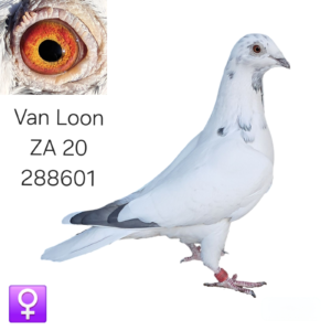 LOT 3: ZA 20 288601 (H) – A beautifully bred Van Loon hen from the renowned H. & E.J. Eijerkamp bloodlines, with Silver Shadow appearing strongly throughout her pedigree. THE SIRE combines the famous Prince, Fabio and Silver Shadow lines. - THE DAM is a granddaughter of Silver Shadow and is bred from proven Van Loon bloodlines responsible for many top performances. - SEE PEDIGREE !!!