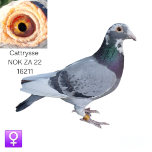 LOT 4: ZA 22 NOK 16211 (H) – A specially inbred Cattrysse hen from the famous Skildery, Cradock Cock and Stripper Hen bloodlines. THE SIRE, “De Kleine Witbek,” bred many winners for Cas Matthee and is inbred to his original Skildery Cattrysse family. - THE DAM, “New Gold,” is a golden-eyed Cattrysse hen inbred to the renowned Stripper Hen. - SEE PEDIGREE !!!