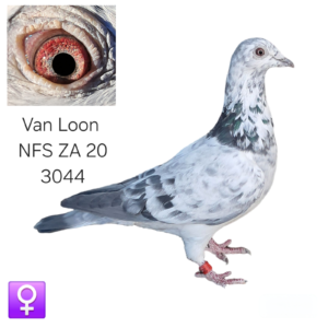LOT 5: ZA 20 NFS 3044 (H) – A beautifully bred Van Loon hen from the renowned H. & E.J. Eijerkamp bloodlines, with Silver Shadow appearing strongly throughout her pedigree. THE SIRE combines the famous Prince, Fabio and Silver Shadow lines. - THE DAM is a granddaughter of Silver Shadow and is bred from proven Van Loon bloodlines responsible for many top performances. - SEE PEDIGREE !!!