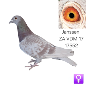 LOT 6: LOT 6: ZA 17 VDM 17552 (H) – A beautifully bred Janssen hen from the famous Late Vos, Schone Vos, Klamper and Chantillie bloodlines. THE SIRE, “Mooie Rooie,” is a grandson of Schone Vos and Late Vos. - THE DAM, “Mooi Check Witpen,” is a granddaughter of Late Vos and carries the renowned Chantillie, Klamper and Winterjong bloodlines. - SEE PEDIGREE !!!