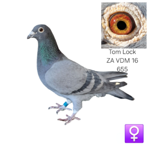 LOT 7: ZA 16 VDM 655 (H) – A quality Tom Lock hen, strongly inbred to the famous R100 000 Super Pair and The Hawk bloodlines. She has recently bred beautiful stock and is still breeding and laying without any problems. THE SIRE is a grandson of The Hawk and the Super Pair Hen. - THE DAM is a daughter of Golden Boy and is inbred to the R100 000 Super Pair. - SEE PEDIGREE !!!